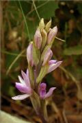 Limodorum trabutianum
